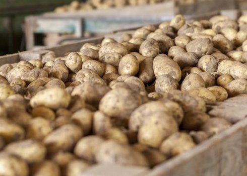 Чи потрібно мити картоплю перед зберіганням?