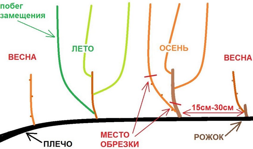 Схема обрізки винограду Схема обрізки винограду