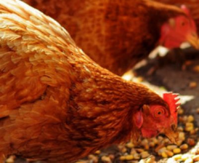 Комбікорм для курей: склад, приготування своїми руками, норми годівлі