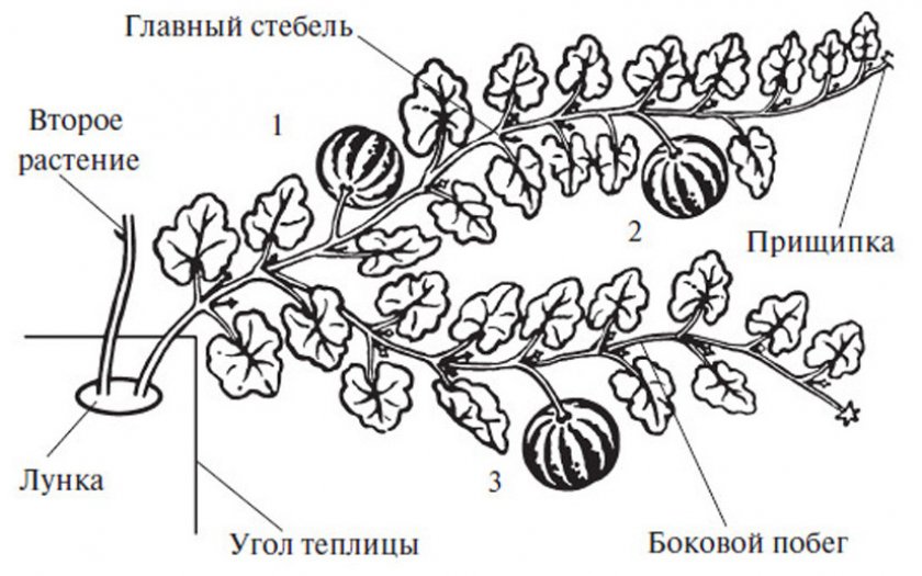 Формирование арбузов Формирование арбузов