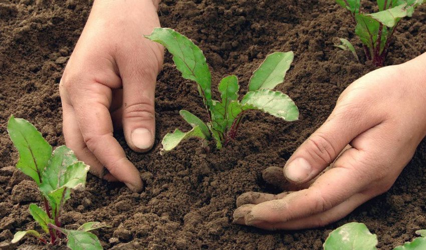 Вирощування буряка Вирощування буряка