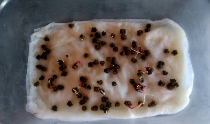 Замочування насіння буряка Замочування насіння буряка