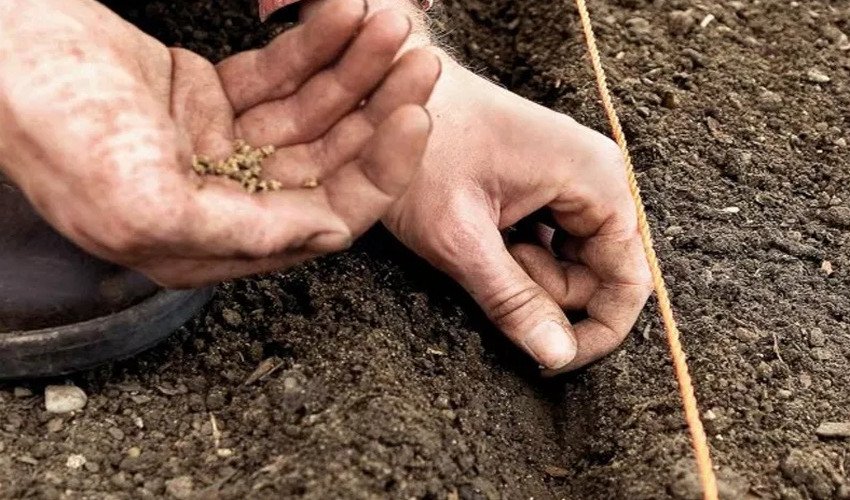 Посадка насіння буряків у відкритий ґрунт Посадка насіння буряків у відкритий ґрунт