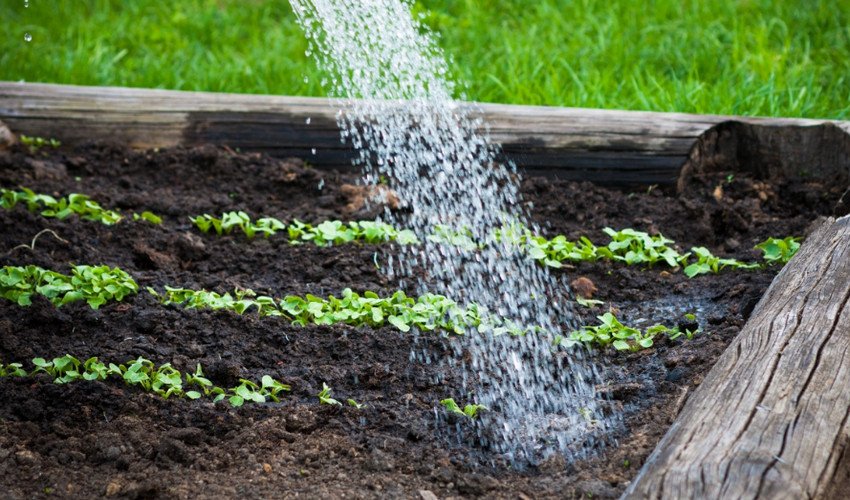 Полив буряка Полив буряка