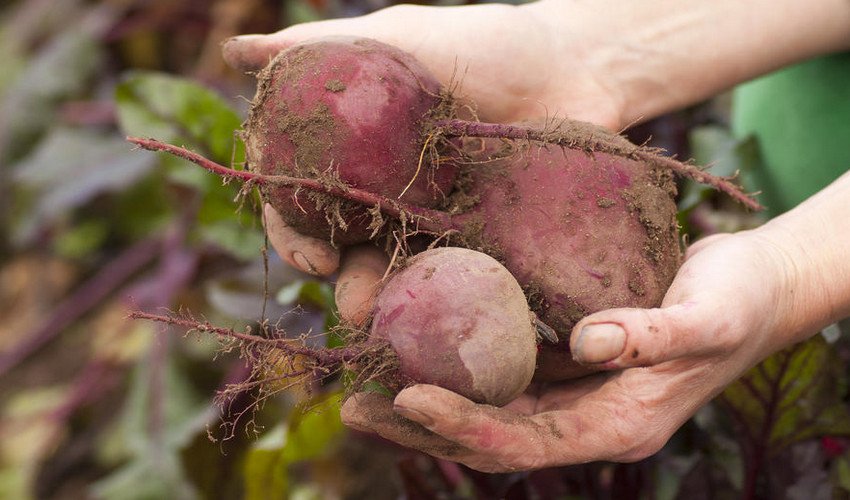 Збір буряків Збір буряків