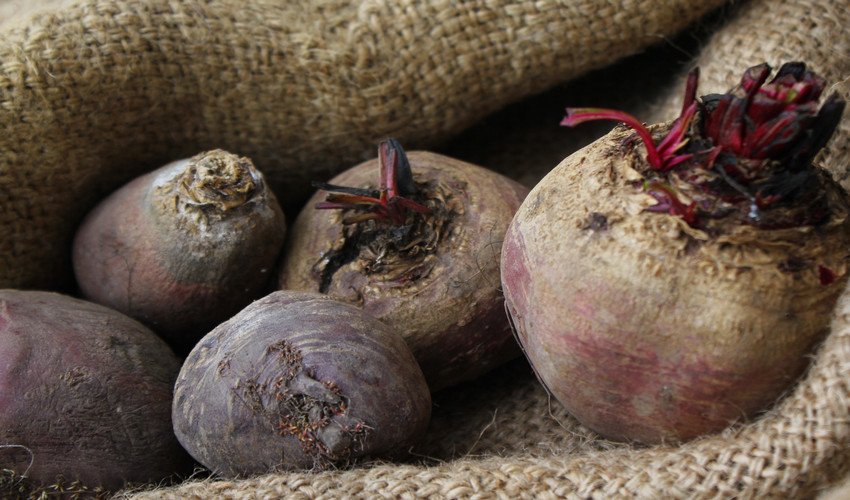 Зберігання буряків Зберігання буряків