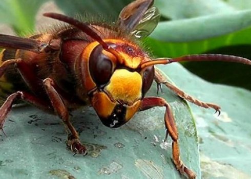 Опис і особливості життя японського шершня