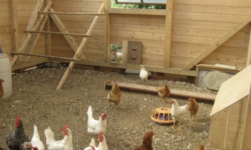 Кури в курнику