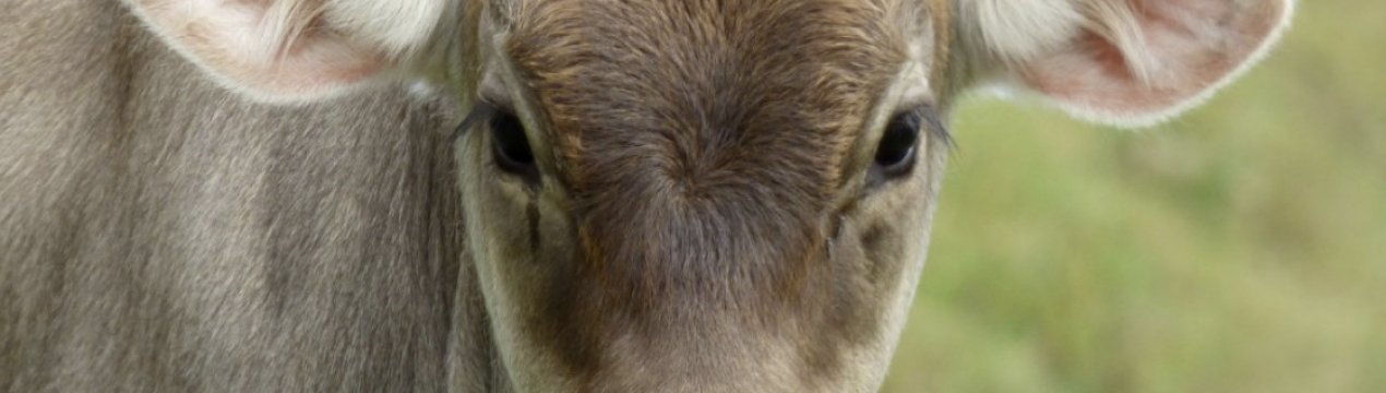 Корова костромської породи: опис, догляд і годування