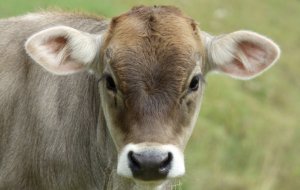 Породы коров мясного направления в России