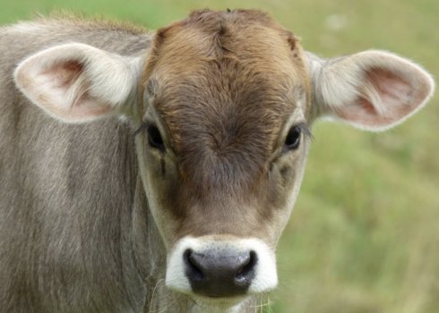 Корова костромской породы: описание, уход и кормление