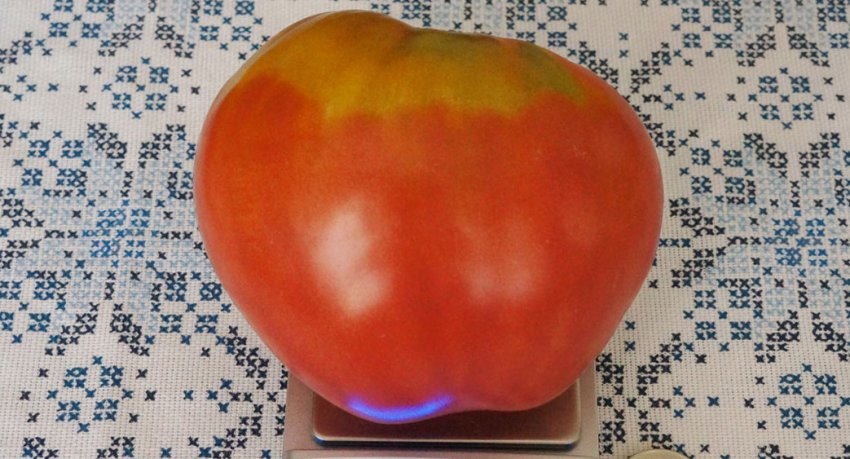 Помідор Фатіма Помідор Фатіма