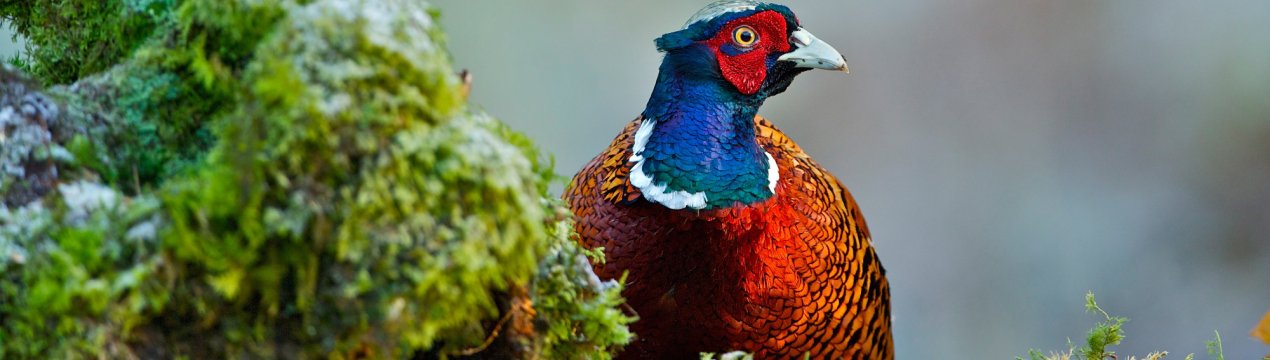 Російський дизайнер перетворить безликий «далекосхідний гектар» в процвітаючу ферму фазанью