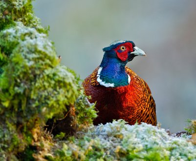 Російський дизайнер перетворить безликий «далекосхідний гектар» в процвітаючу ферму фазанью