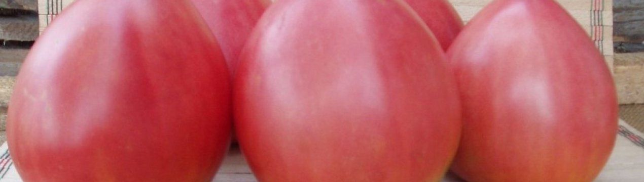 Помідори Фатіма: опис та агротехніка вирощування сорту