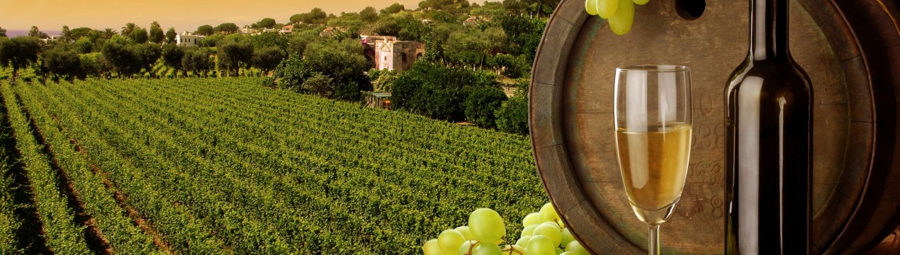 У родючому Севастополі заклали понад 150 гектарів нових виноградників