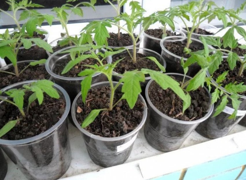 Пікіровка розсади в окремі склянки Пікіровка розсади в окремі склянки