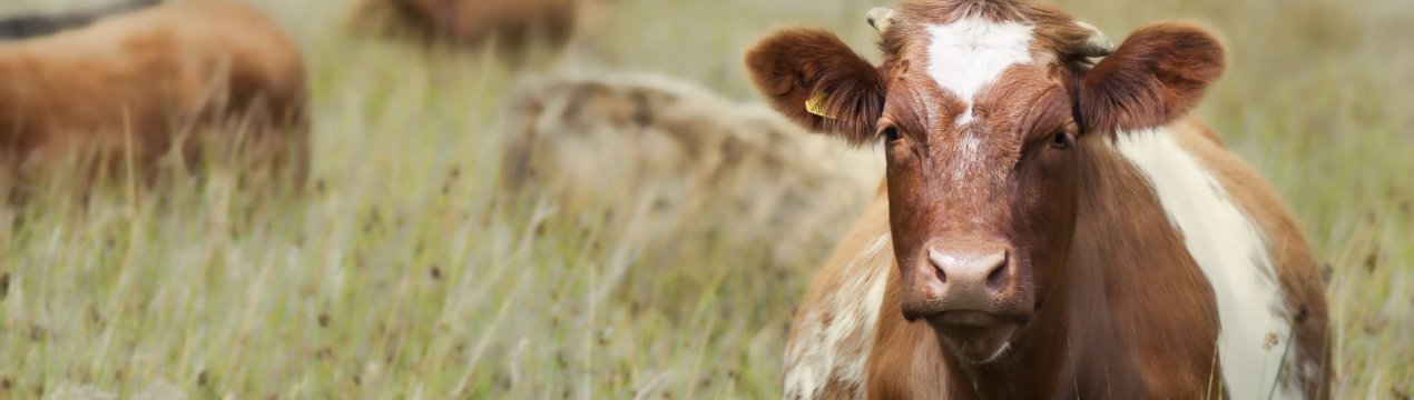 Тюменські фермери почали тотальне стеження за своїми коровами