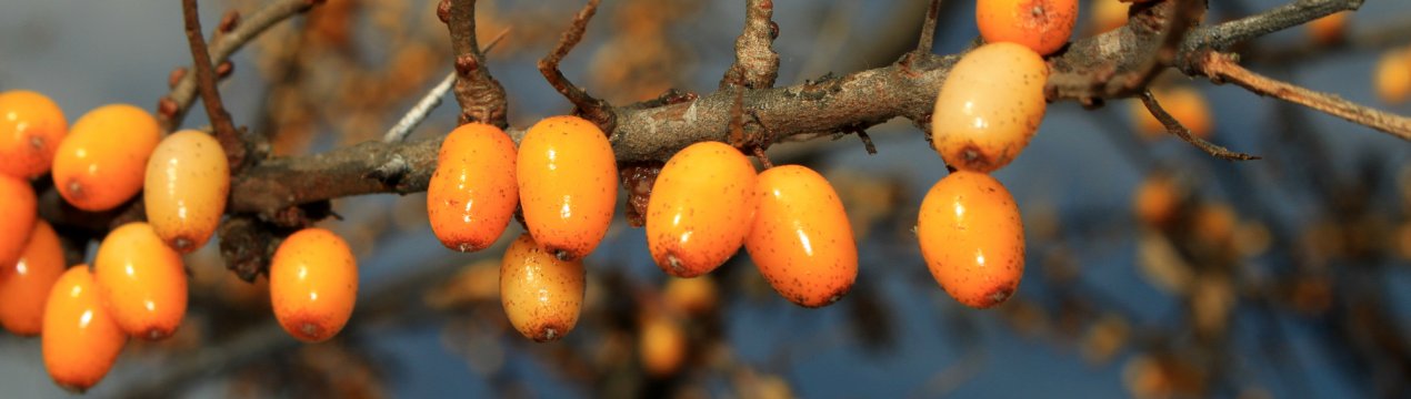 Сибіряки забезпечують Фінляндію облепиховыми кісточками