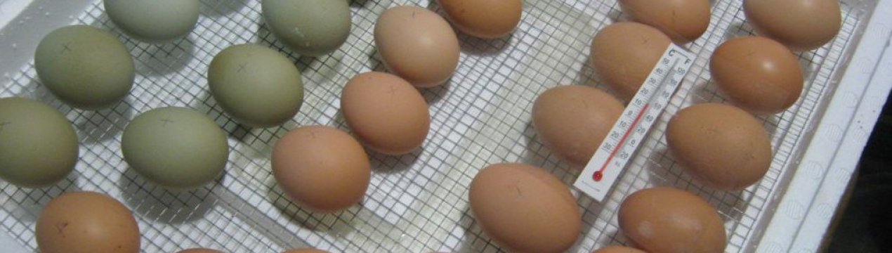 Правильна підготовка і технологія закладки яєць в інкубатор