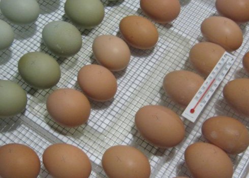 Правильна підготовка і технологія закладки яєць в інкубатор