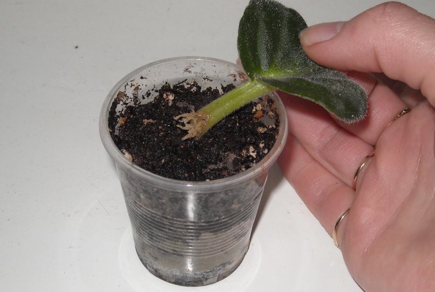 Укорінення листа Укорінення листа