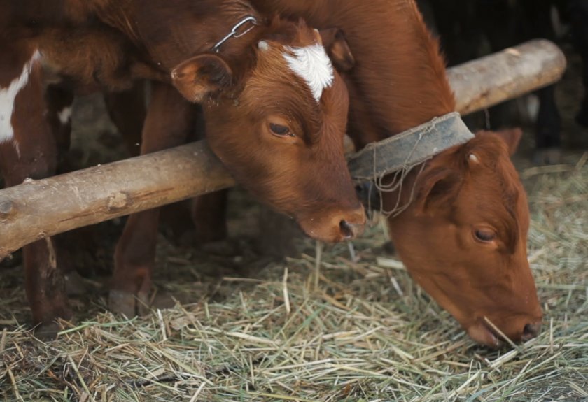 Смотреть как правильно выращивать бычков на мясо