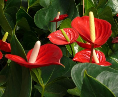 Особливості вирощування антуріумів в домашніх умовах