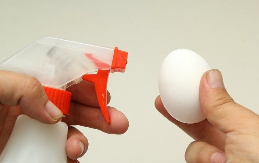 Обробка яєць перед закладкою Обробка яєць перед закладкою
