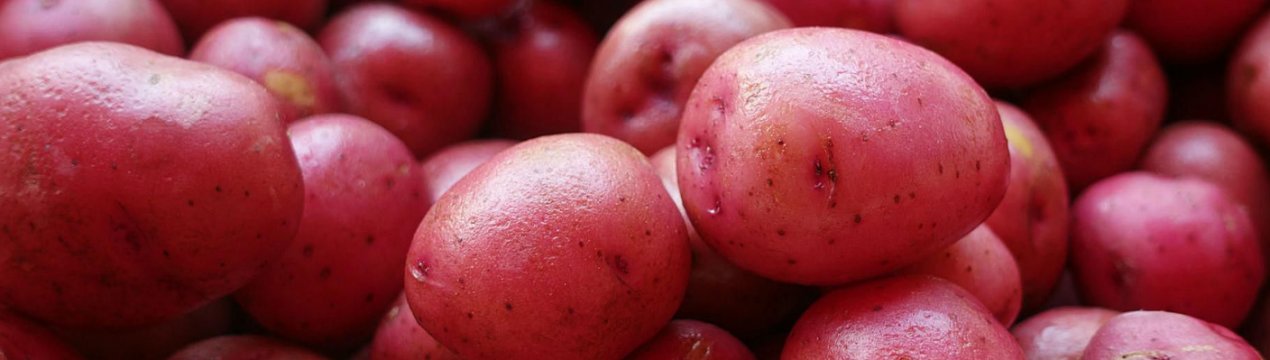 Картопля Ред Соня: опис та характеристика сорту