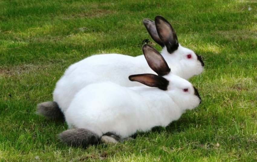 Каліфорнійська порода кроликів Каліфорнійська порода кроликів