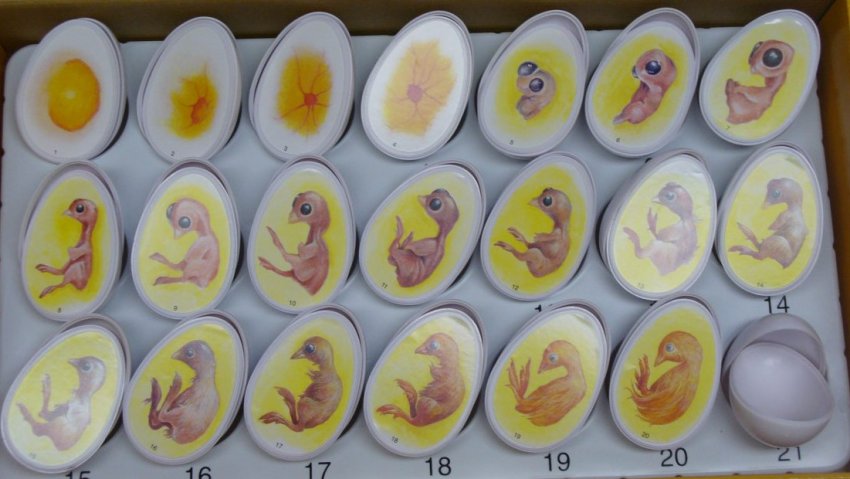 Стадії інкубації яєць Стадії інкубації яєць
