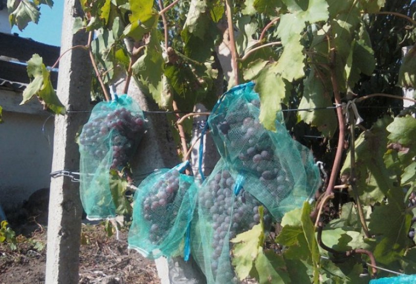 Профілактика шкідників і хвороб