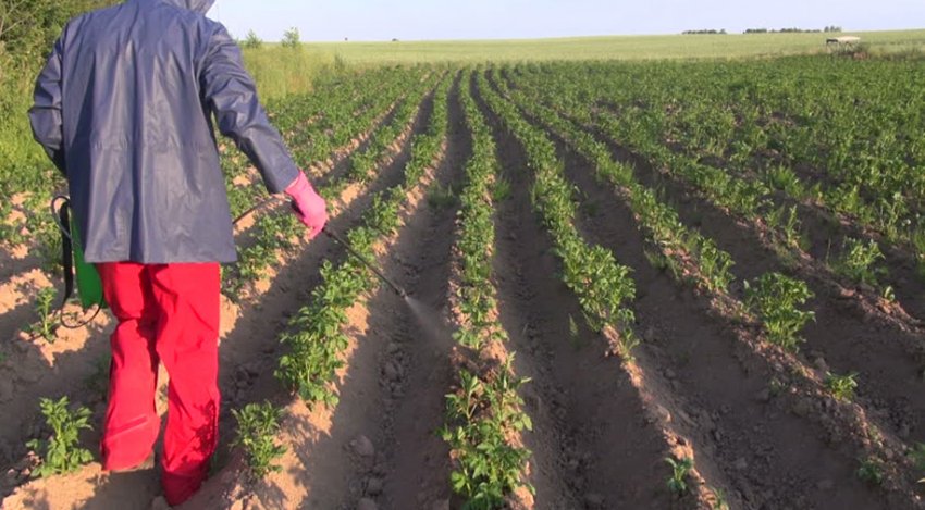 Добриво картоплі