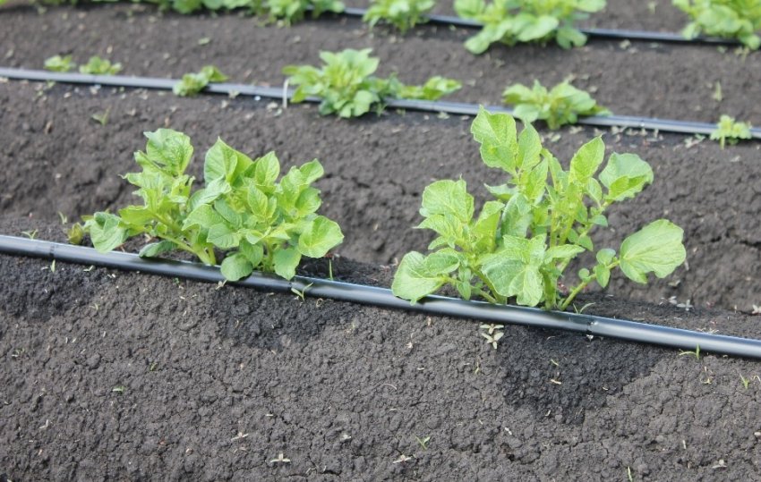 Полив картоплі