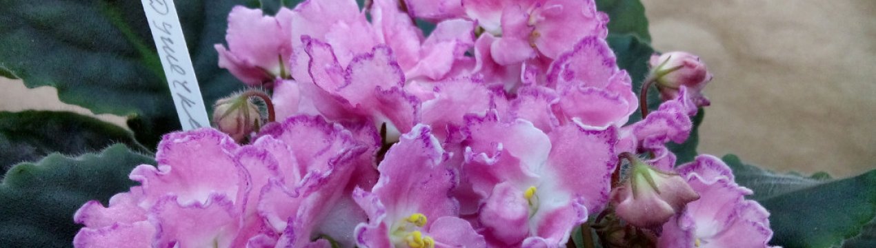 Фіалка Душечка: особливості вирощування та догляду в домашніх умовах