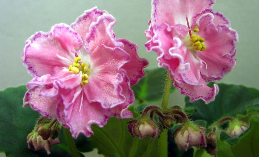 Фіалка Душечка Фіалка Душечка