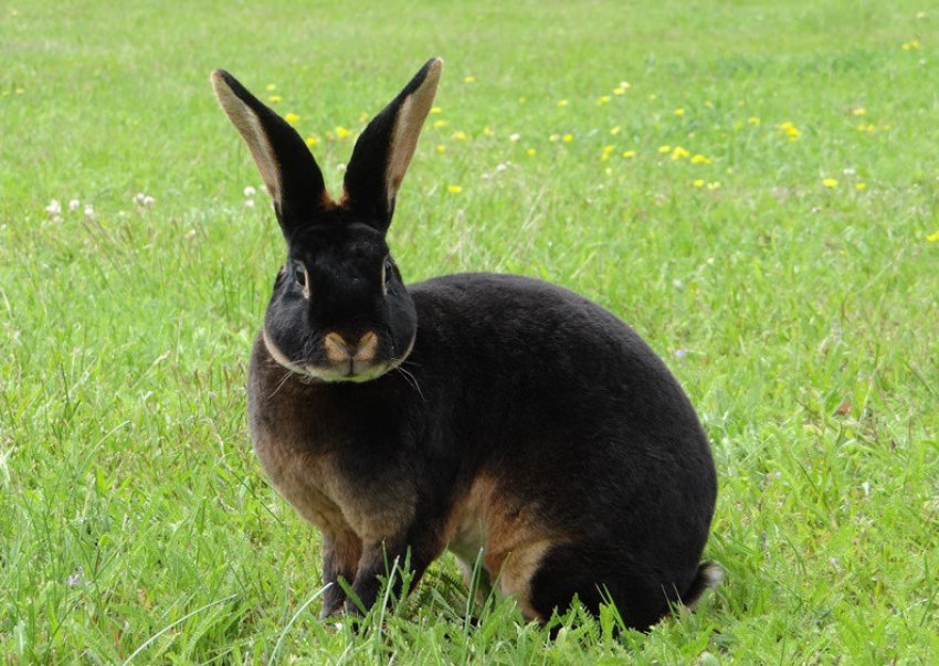 Кролик породи рекс Кролик породи рекс