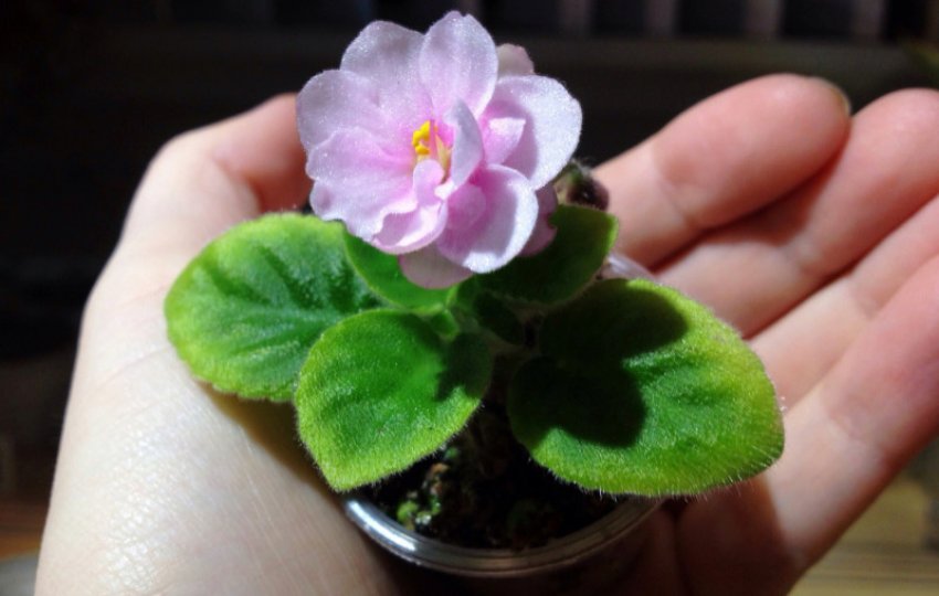 Фіалка Фіалка