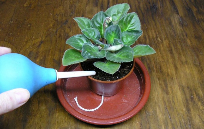 Полив фіалок Полив фіалок