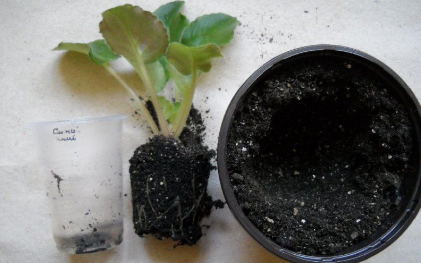 Пересадка фіалок Пересадка фіалок