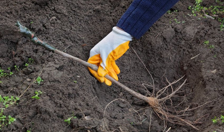 Посадка винограду Посадка винограду