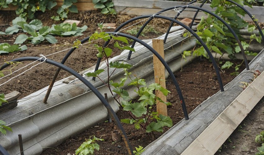 Вирощування винограду Вирощування винограду