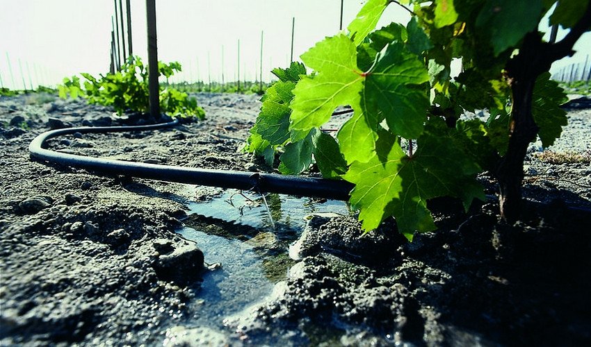 Полив Полив