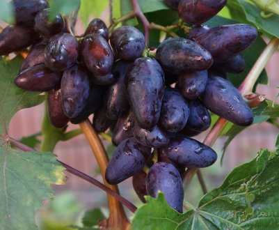 Сорт винограду Аметистовий: опис і вирощування