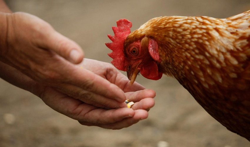 Комбікорм для курей Комбікорм для курей