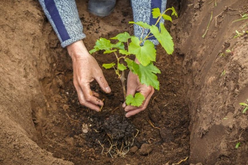 Коли садити