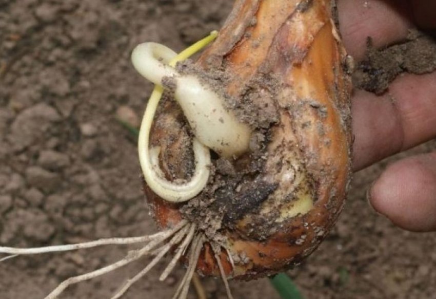 Цибульна нематода