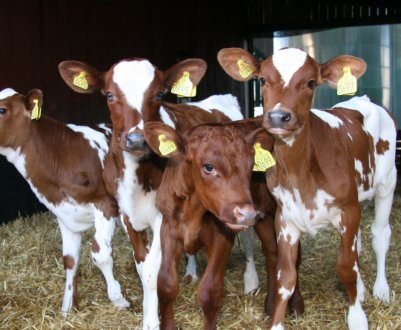 Розведення бичків на м'ясо в домашніх умовах
