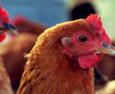 Симптоми і лікування хвороби Ньюкасла у курей